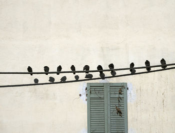 Low angle view of birds perching on building wall