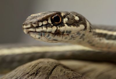 Close-up of snake on wood