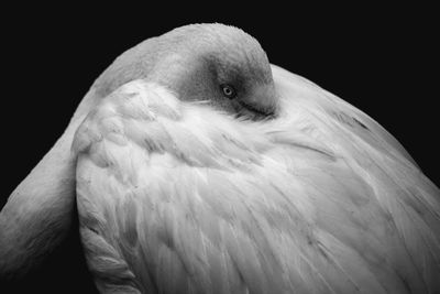 Close-up of a bird