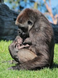 Close-up of gorilla