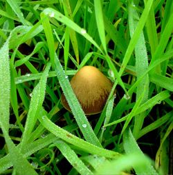 Close-up of lizard on grass