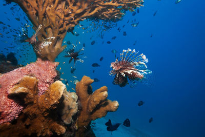 Fish swimming in sea