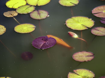 High angle view of water lily in pond