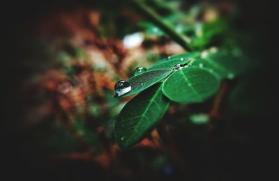 Close-up of raindrops on leaf