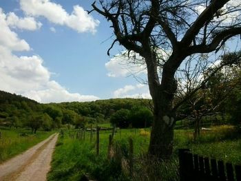 Road passing through forest