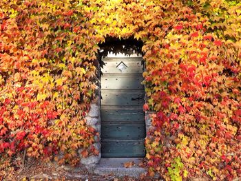 Close-up of red flowers