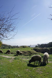 Cows grazing on field against clear sky