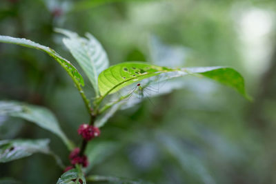 Close-up of insect on plant