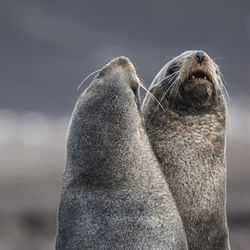 Close-up of sea lion