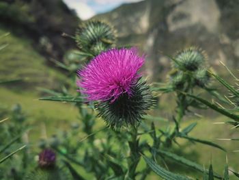 Close-up of thistle flower