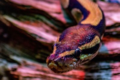 Close-up of snake on wood