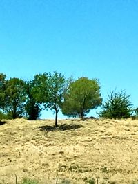 Trees on landscape against clear blue sky