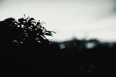 Close-up of silhouette plant against clear sky