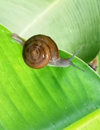 Close-up of snail on green leaves