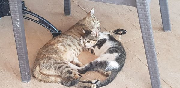 High angle view of cats resting