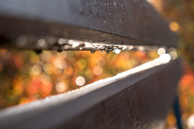 Close-up of wet park bench during autumn