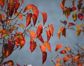 Low angle view of autumnal leaves against sky