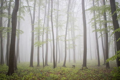 Trees in forest