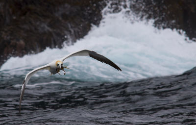 Bird flying over sea