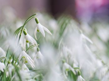 Close-up of white flowers