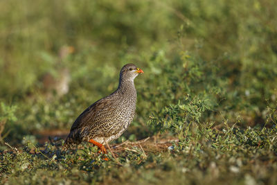 Close-up of bird on field