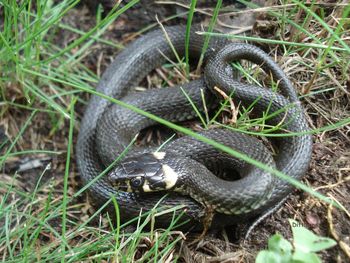 High angle view of snake on field