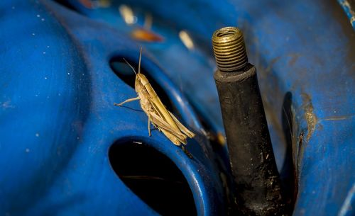 Close-up of insect on blue rusty metal