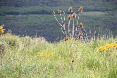 Close-up of plants growing on field