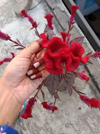 Close-up of hand holding red flowering plant