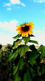 Close-up of sunflower