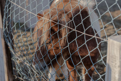 Close-up of horse in cage at zoo