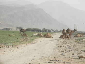 Horses on a field