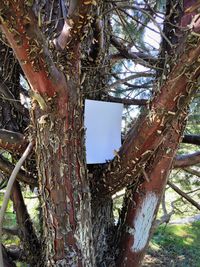 Close-up of tree trunk hanging in forest