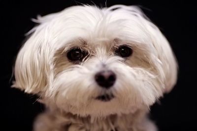 Close-up portrait of white dog