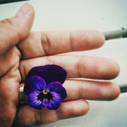 Close-up of hand holding purple flower