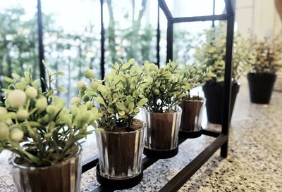 Close-up of potted plant on table