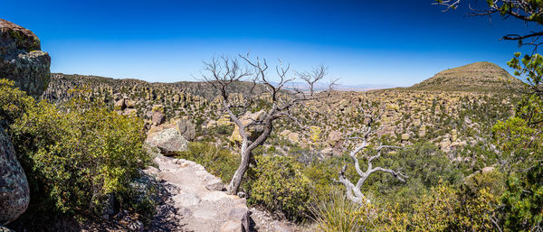 Plants growing on landscape against blue sky