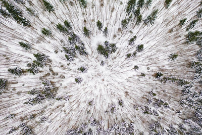 High angle view of trees growing on land