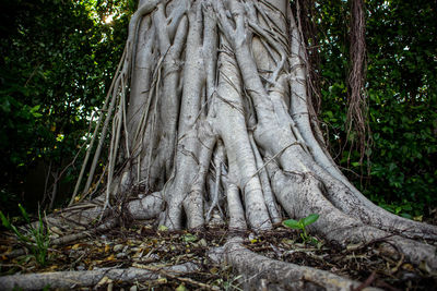 Close-up of trees in forest