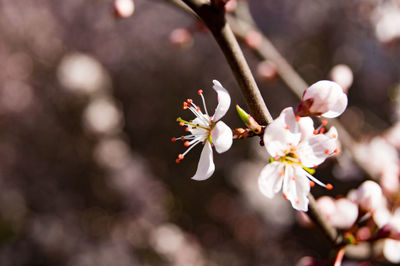 Close-up of cherry blossom