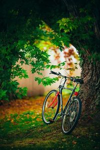 Bicycle in basket