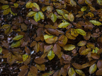Close-up of leaves on tree