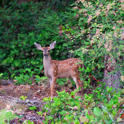 Portrait of deer standing on field