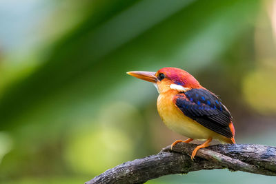 Close-up of bird perching on branch