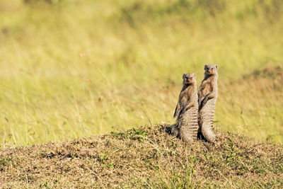 Close-up of birds on field