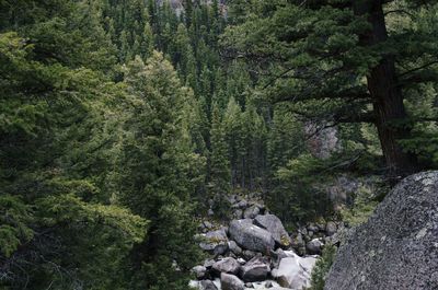 Scenic view of forest