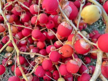 Full frame shot of red berries
