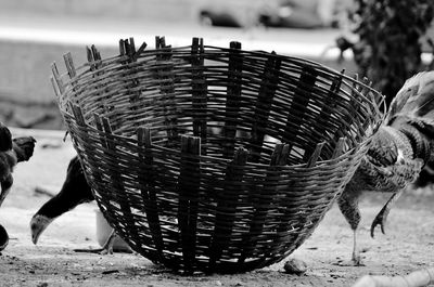 Close-up of a bird