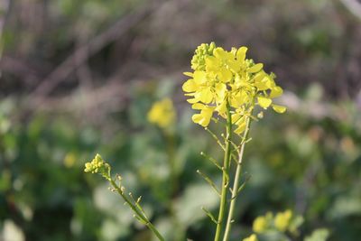 Close-up of yellow flowers blooming outdoors