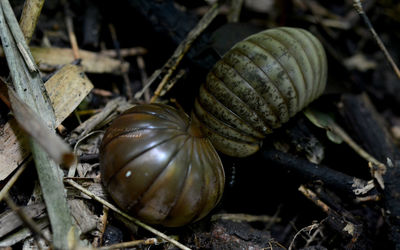 Close-up of shell on field